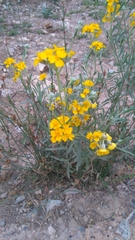 Psilostrophe gnaphalodes