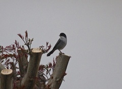 Curruca melanocephala