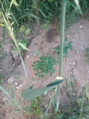Avena fatua
