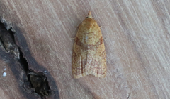 Sparganothis senecionana