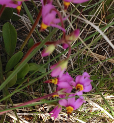 Dodecatheon