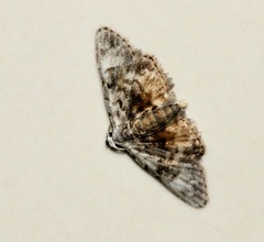 Araeopteron amoena