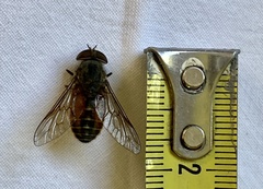 Hybomitra bimaculata