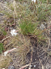 Dianthus acicularis