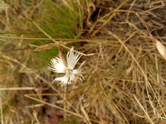 Dianthus acicularis