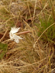 Dianthus acicularis