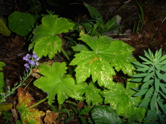 Pelargonium hispidum