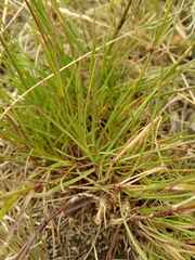 Dianthus acicularis