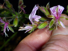 Pelargonium hispidum