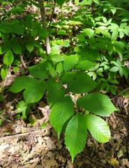 Ulmus glabra