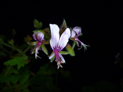 Pelargonium hispidum