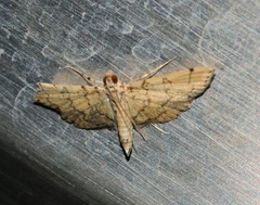 Lamprosema tampiusalis