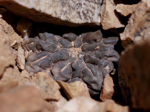 Eriosyce occulta