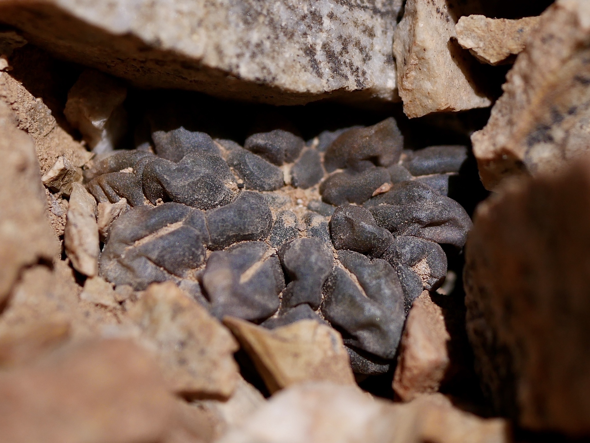 Eriosyce occulta