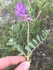 Astragalus bisulcatus