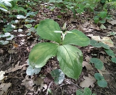 Paris quadrifolia