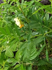 Lathyrus laevigatus occidentalis
