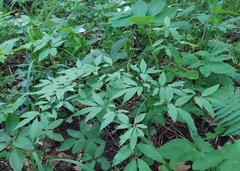 Euonymus verrucosus