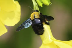 Xylocopa ruficornis