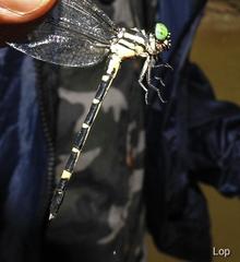 Heliogomphus