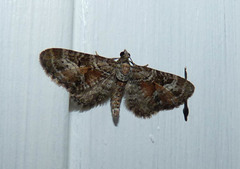 Eupithecia anticaria