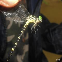 Heliogomphus