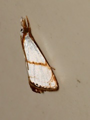 Pseudargyria interruptella