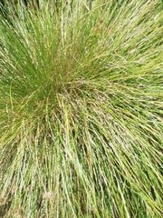 Poa cita