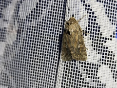 Dichagyris forcipula