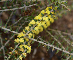 Acacia pycnocephala