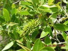 Salix orestera