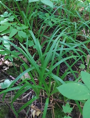 Carex pilosa