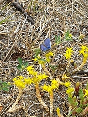 Plebejus idas