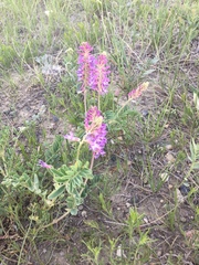 Astragalus bisulcatus