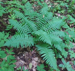 Dryopteris filix-mas