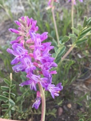 Astragalus bisulcatus
