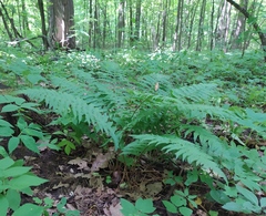 Dryopteris filix-mas