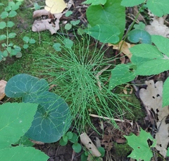 Equisetum pratense