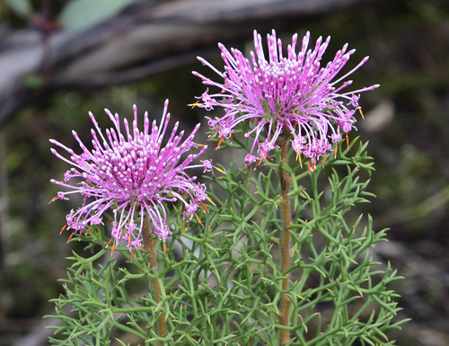Isopogon formosus R.Br.