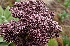 Anisotome antipoda