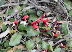 Gastrolobium latifolium