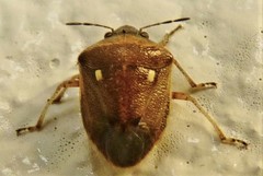 Eysarcoris trimaculatus