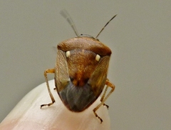 Eysarcoris trimaculatus