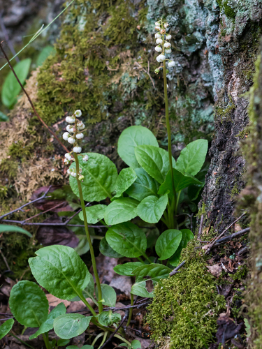 Pyrola minor iNat (1)