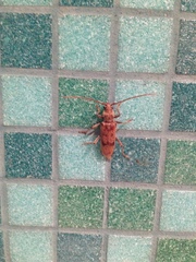 Brothylus gemmulatus