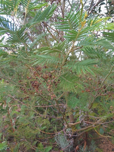 Black Wattle Gall Midge