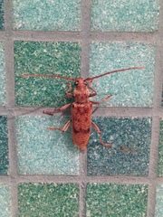 Brothylus gemmulatus