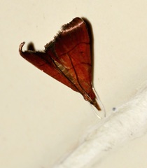 Hemiscopis sanguinea