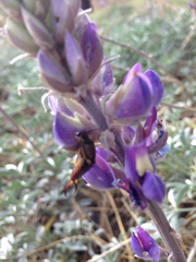Lupinus excubitus