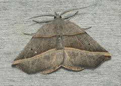 Metanema determinata